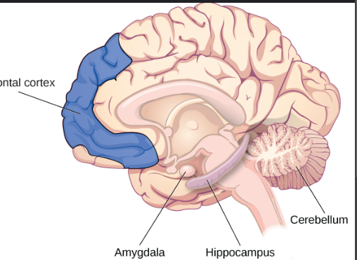 Long-Term Memory